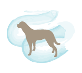 ico-cani
